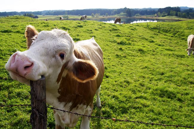 guernsey-happy-cow-green-field.jpg.653x0_q80_crop-smart
