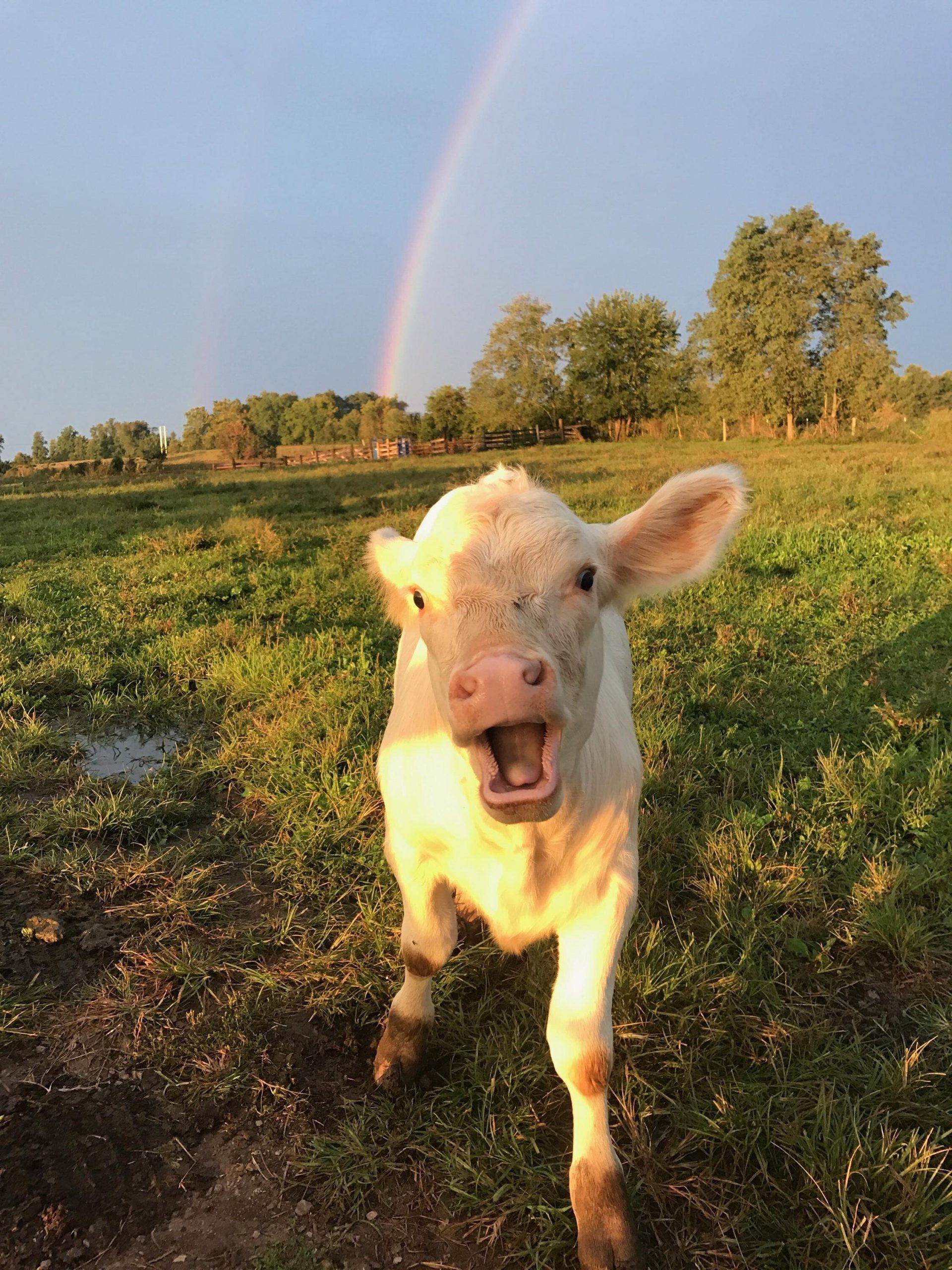 cow-happy