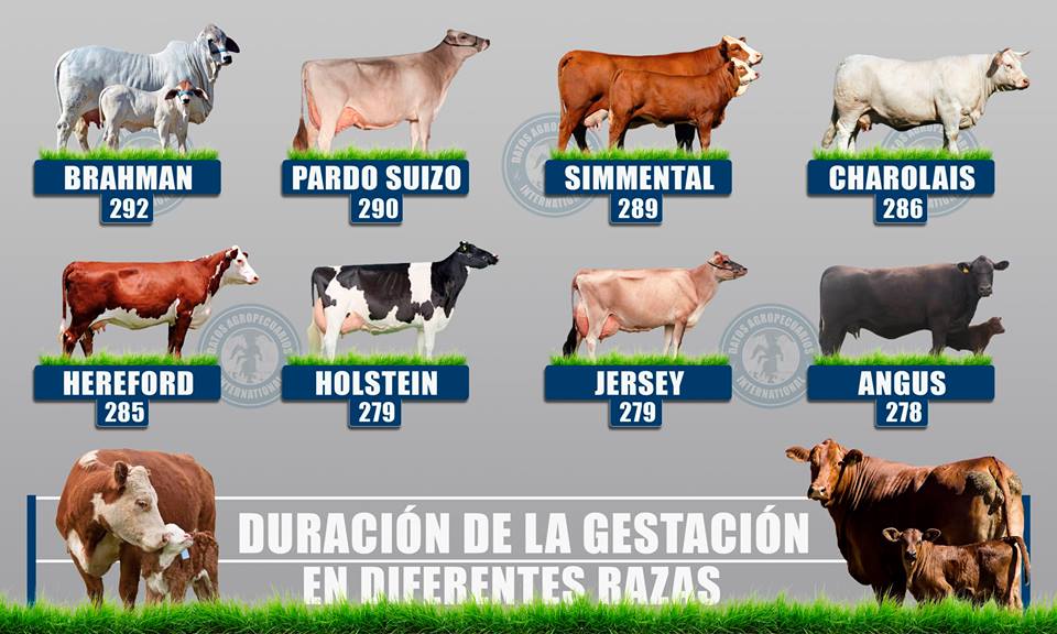 duracion de la gestacion de la vaca en diferentes razas