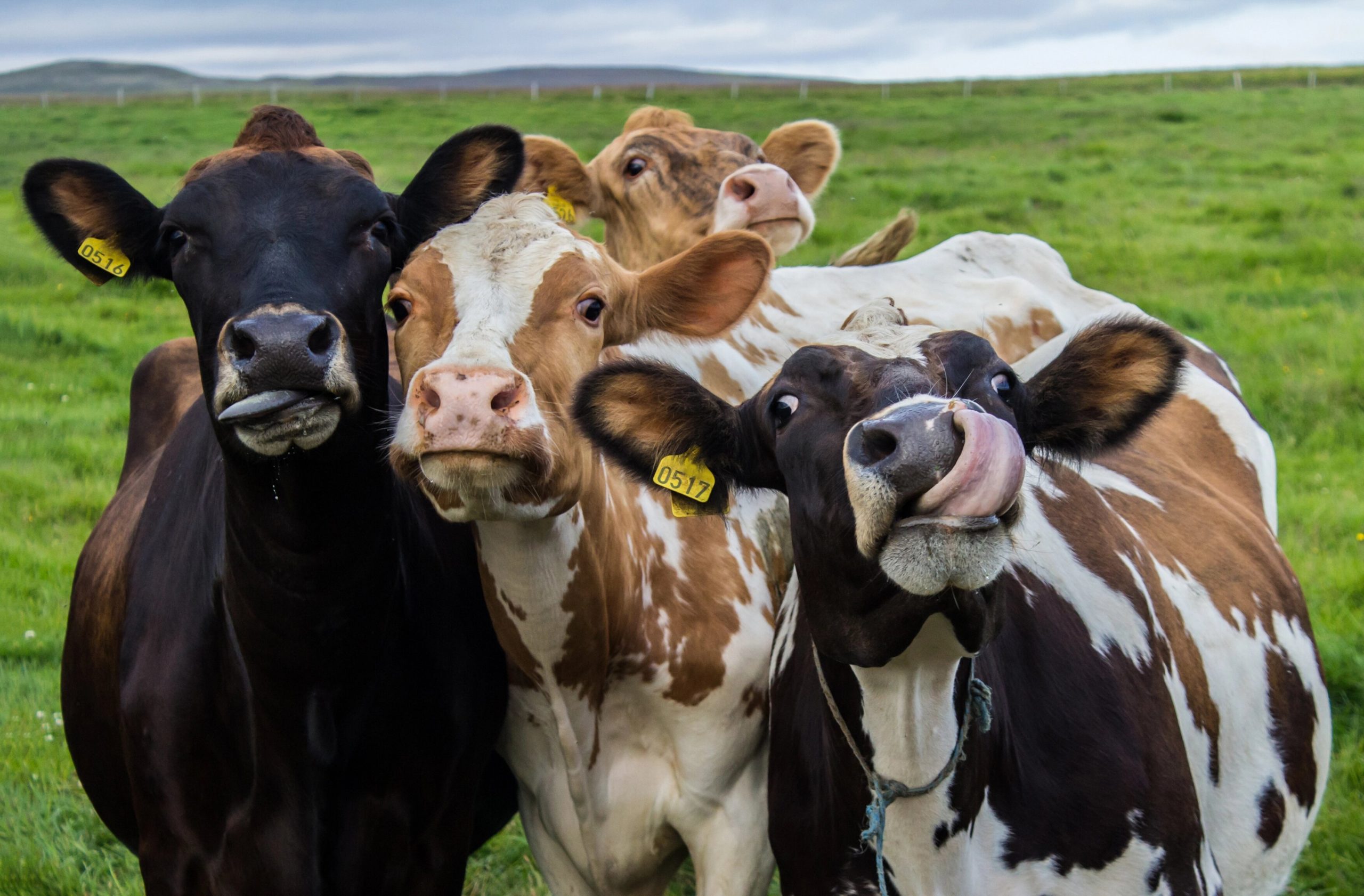 Vacas Primo Perú